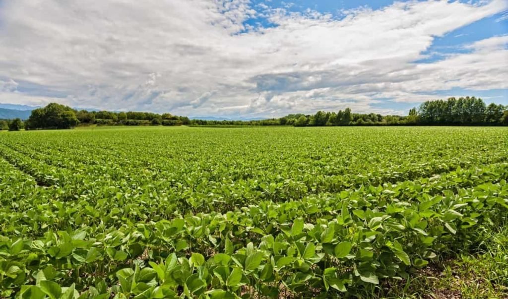 Farm