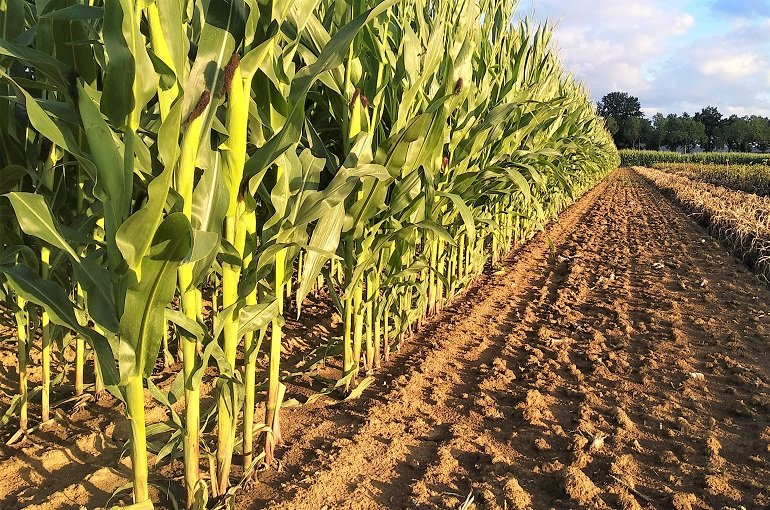 Maize