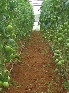 Farm